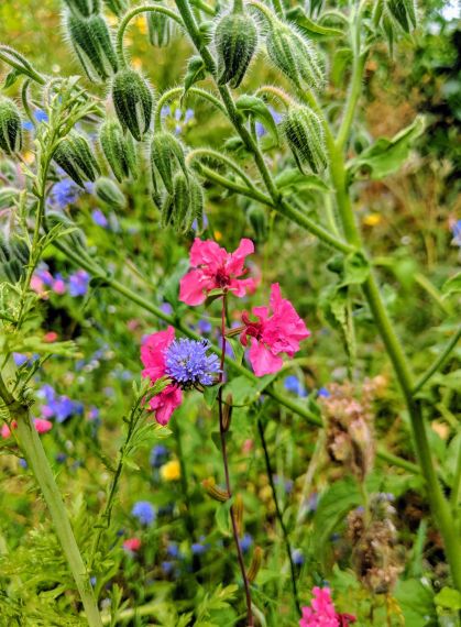 CONTAO_NATURE_THEME_Wildblumenwiese